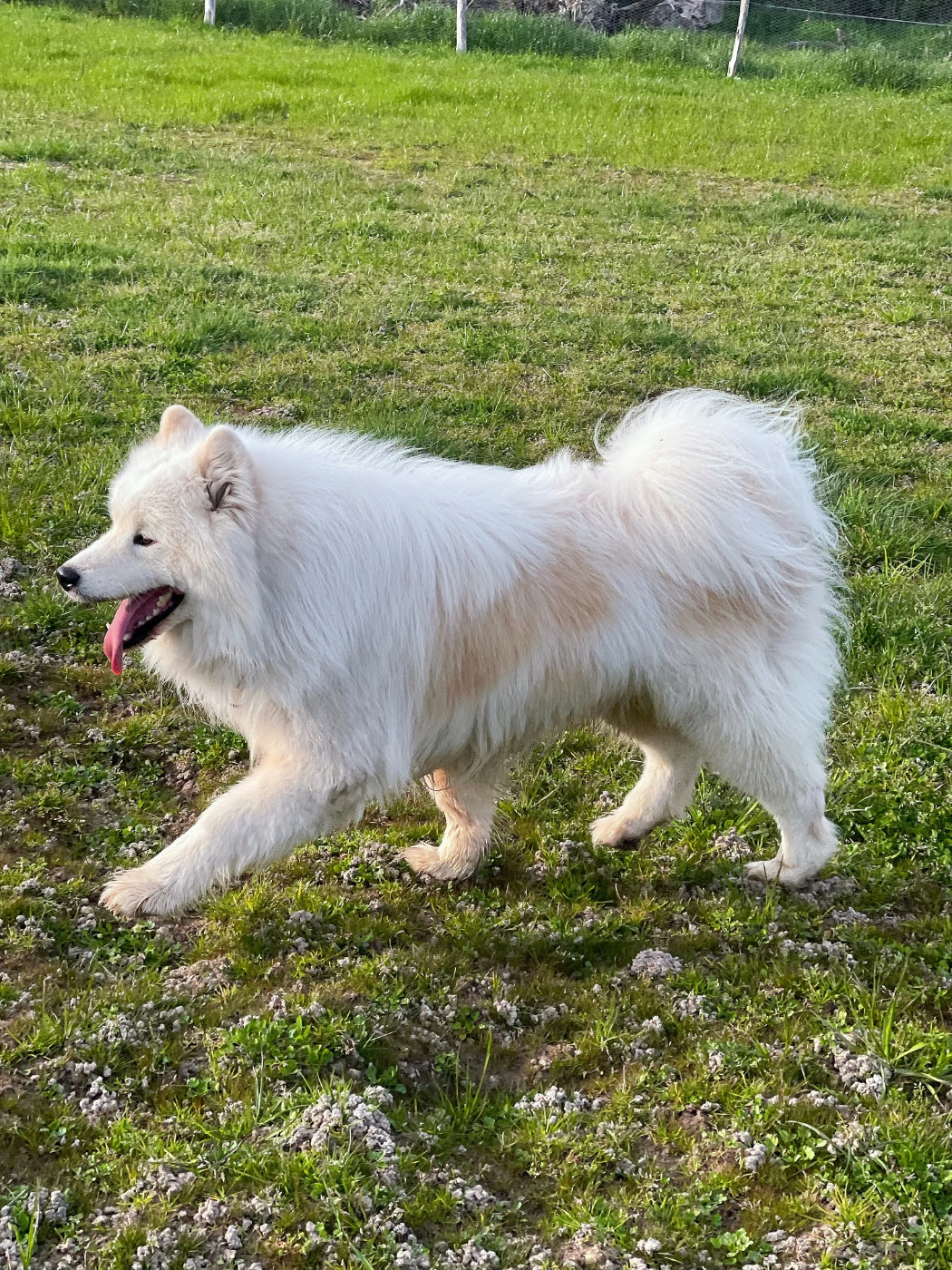 Tolkien Of Dark Eternal Snow