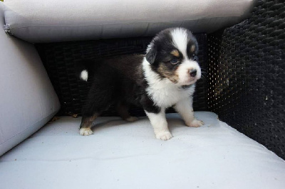 CHIOT 2