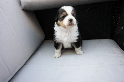 CHIOT 1