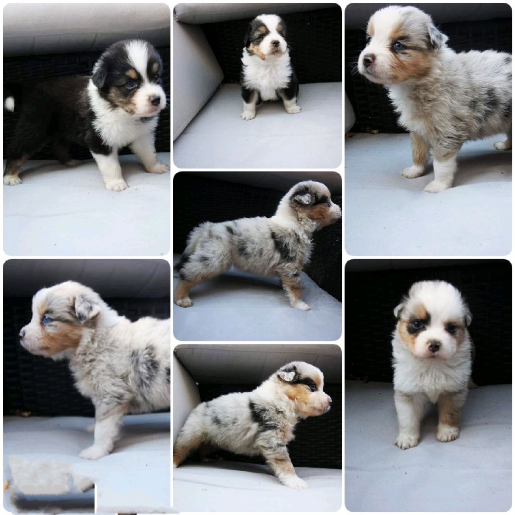 Chiot Berger Australien Laura PEREIRA GUERREIRO